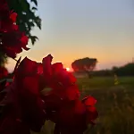Podere Il Cerrone App Romilda Con Piscina Fauglia