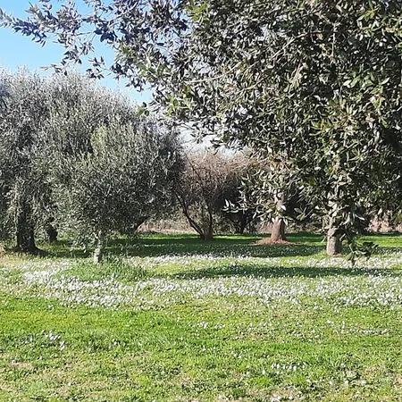 Podere Il Cerrone App Romilda Con Piscina