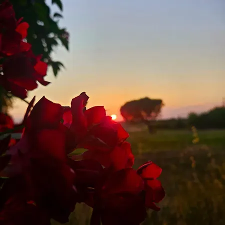 Podere Il Cerrone App Romilda Con Piscina Fauglia
