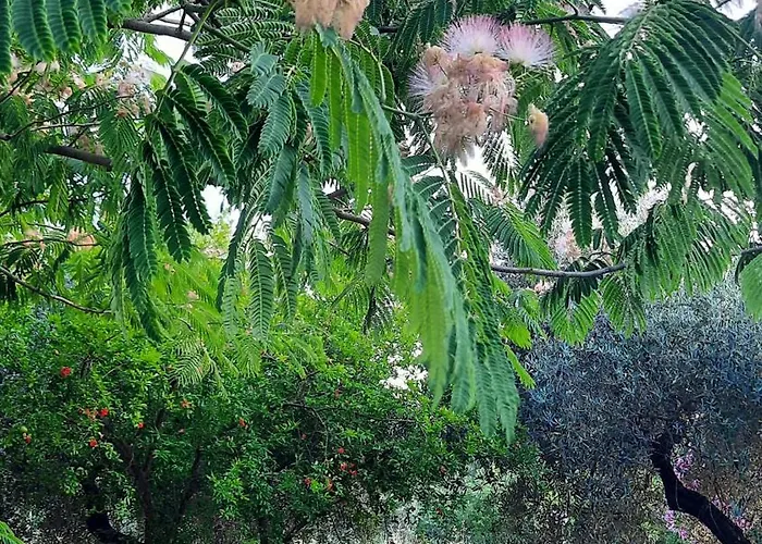Podere Il Cerrone App Romilda Con Piscina *